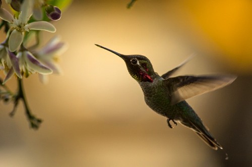 interesting_facts_about_hummingbird8-ap