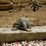 interesting_facts_about_iguana1