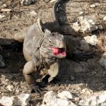 interesting_facts_about_iguana2