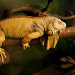 interesting_facts_about_iguana4