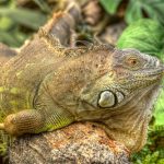 interesting_facts_about_iguana5