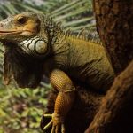 interesting_facts_about_iguana7