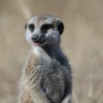 interesting_facts_about_meerkat2
