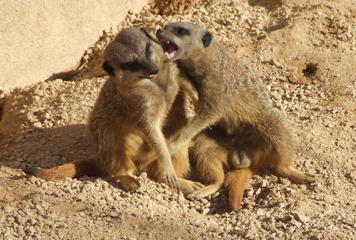 interesting_facts_about_meerkat3