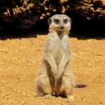 interesting_facts_about_meerkat4
