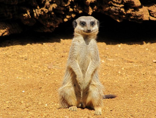 interesting_facts_about_meerkat4