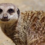 interesting_facts_about_meerkat5