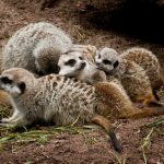 interesting_facts_about_meerkat6