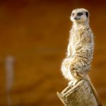 interesting_facts_about_meerkat7