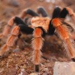 interesting_facts_about_tarantula2