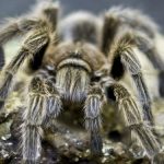 interesting_facts_about_tarantula4