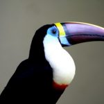 interesting_facts_about_toucan1