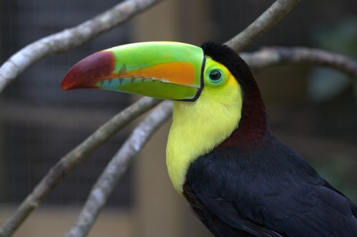 interesting_facts_about_toucan2