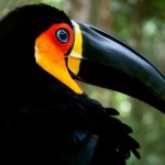 interesting_facts_about_toucan3