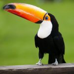 interesting_facts_about_toucan4