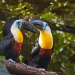interesting_facts_about_toucan5