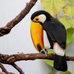 interesting_facts_about_toucan6