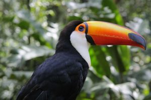 interesting_facts_about_toucan8