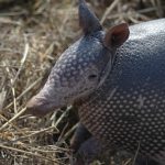 interesting_facts_about_armadillos1