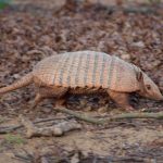 interesting_facts_about_armadillos2