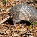interesting_facts_about_armadillos4