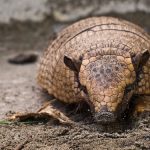 interesting_facts_about_armadillos6