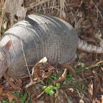 interesting_facts_about_armadillos7