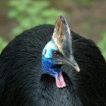 interesting_facts_about_cassowary1