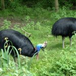 interesting_facts_about_cassowary2