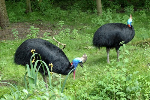 interesting_facts_about_cassowary2