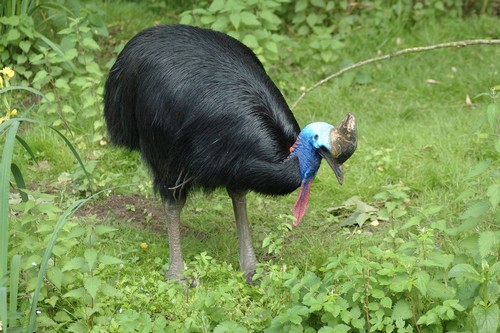 interesting_facts_about_cassowary3