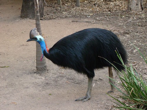 interesting_facts_about_cassowary4