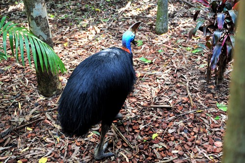 interesting_facts_about_cassowary5
