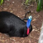 interesting_facts_about_cassowary6