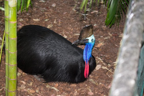 interesting_facts_about_cassowary6