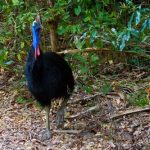 interesting_facts_about_cassowary7