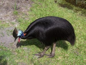 interesting_facts_about_cassowary8