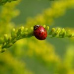 interesting_facts_about_ladybug1