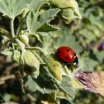 interesting_facts_about_ladybug2