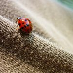 interesting_facts_about_ladybug3