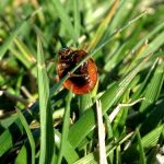 interesting_facts_about_ladybug5