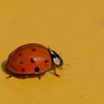 interesting_facts_about_ladybug6