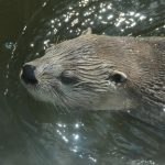 interesting_facts_about_otter2