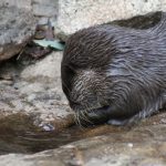 interesting_facts_about_otter3