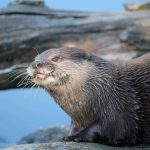 interesting_facts_about_otter4