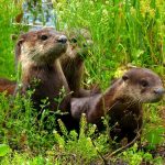 interesting_facts_about_otter6
