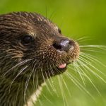 interesting_facts_about_otter7