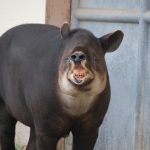 interesting_facts_about_tapir2