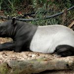 interesting_facts_about_tapir3