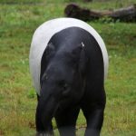 interesting_facts_about_tapir6